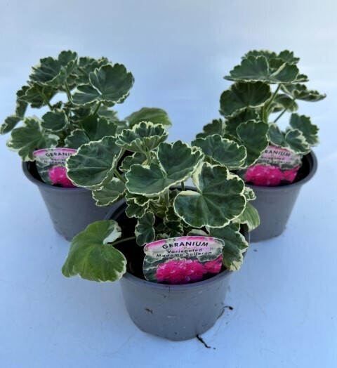 x2 Zonal Geranium Madame Salleron - Upright Plants 13cm/1 Ltr pots  - COLOURFUL GARDEN READY