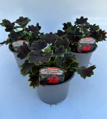 x2 Zonal Geranium Chocolate - Upright Plants 13cm/1 Ltr pots  - COLOURFUL GARDEN READY
