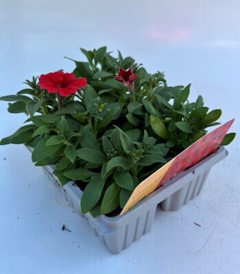 x10 Bedding Petunia Red - GARDEN READY Colour XL plugs (Not Seeds)
