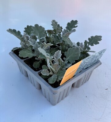 x10 Cineraria silverdust Plants - GARDEN READY XL plug plants colour