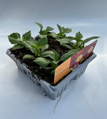 x10 Bedding Dahlia Figaro Mix Plants - GARDEN READY Colour XL plugs (Not Seeds)