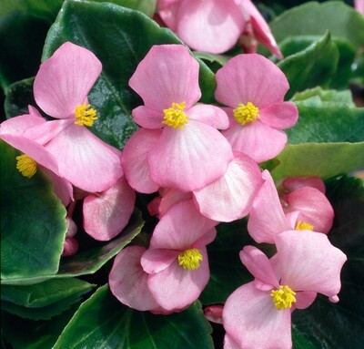 x12 Begonia Heaven Pink Plug Plants - Small Bedding Plugs