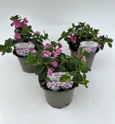 x3 Bacopa Megacopa Pink - Trailing Basket plants 10.5cm/9cm  - GARDEN READY