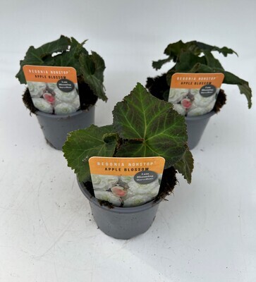 x3 Begonia Nonstop Appleblossom - Upright Plants 10.5cm/9cm  - GARDEN READY