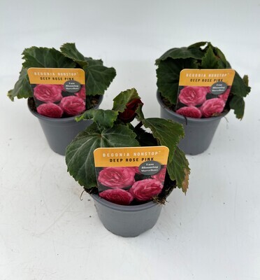 x3 Begonia Nonstop Deep Rose Pink - Upright Plants 10.5cm/9cm  - GARDEN READY