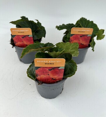 x3 Begonia Nonstop Orange - Upright Plants 10.5cm/9cm  - GARDEN READY