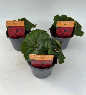 x3 Begonia Nonstop Red - Upright Plants 10.5cm/9cm  - GARDEN READY