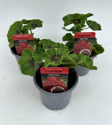 x3 Geranium Trailing Corriente Dark Red - 10.5cm/9cm pots - COLOURFUL PLANTS GARDEN READY