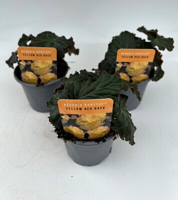 x3 Begonia Nonstop Yellow Red Back - Upright Plants 10.5cm/9cm  - GARDEN READY
