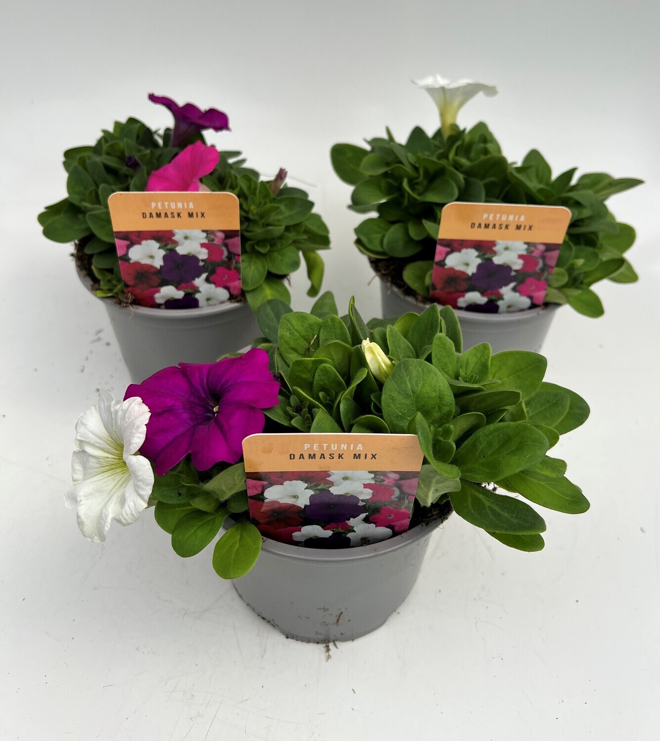 x2 Petunia Damask Mix - Plants 13cm/1 Ltr pots  - COLOURFUL GARDEN READY
