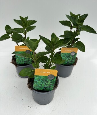 x3 Mint Spearmint - Aromatic Herb (Edible Plants) 10.5cm/9cm