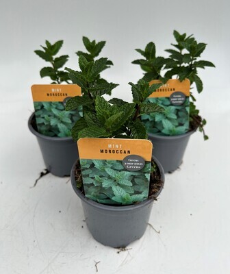 x3 Mint Moroccan - Aromatic Herb (Edible Plants) 10.5cm/9cm