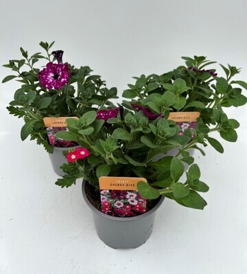 x2 Trixi Cherry Kiss - Trailing Plants 13cm/1 Ltr pots  - COLOURFUL GARDEN READY