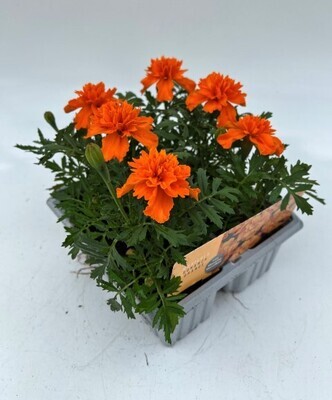 x10 Bedding Marigold Bonanza Orange - GARDEN READY Colour XL plugs (Not Seeds)