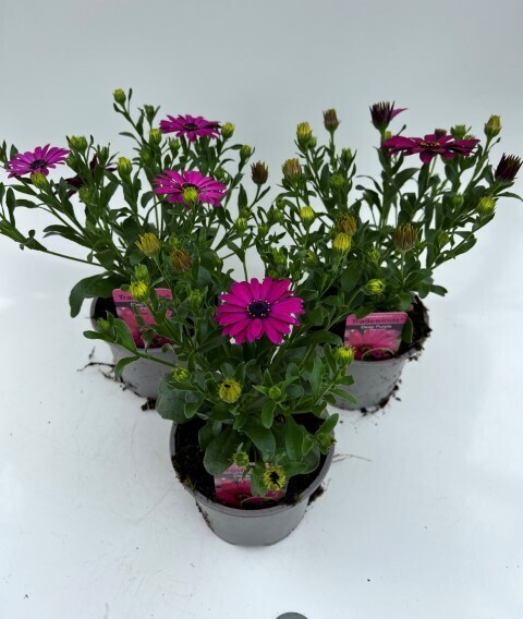 x2 Osteospermum (African daisies) Plants 13cm/1 Ltr pots- COLOURFUL GARDEN READY