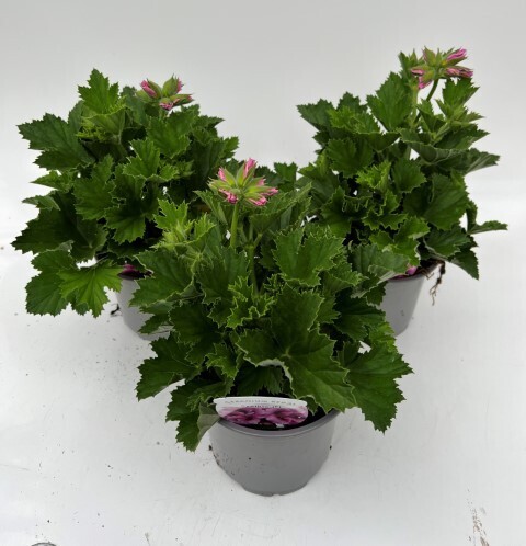 x2 Pelargonium Geranium Regal Elegance Plants 13cm/1Litre  - COLOURFUL SCENTED GARDEN READY