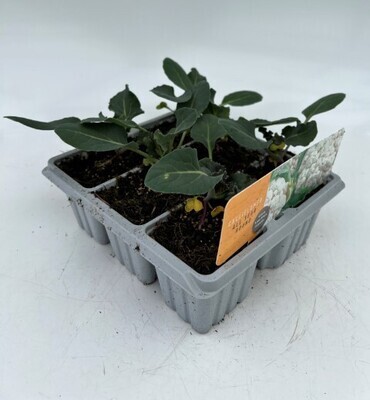 x10 XL VEGETABLE PLUGS - Cauliflower All Year - GROUND READY GROW YOUR OWN VEG