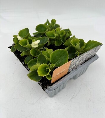x10 Bedding Begonia Heaven White Plants - GARDEN READY Colour XL plugs (Not Seeds)
