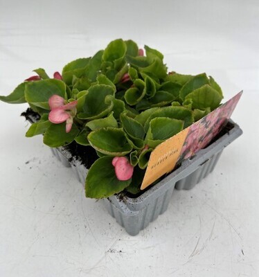 x10 Bedding Begonia Heaven Pink Plants - GARDEN READY Colour XL plugs (Not Seeds)