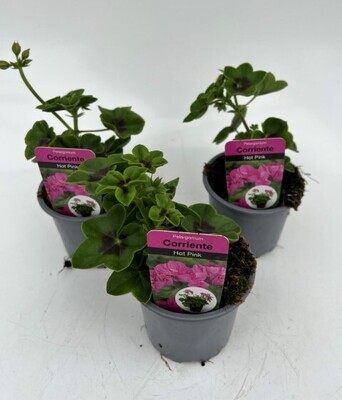 x3 Geranium Trailing Corriente Hot Pink - 10.5cm/9cm pots - COLOURFUL PLANTS GARDEN READY