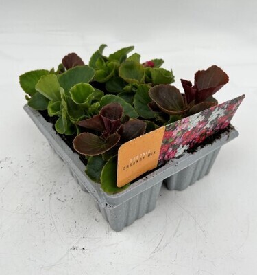 x10 Bedding Begonia Heaven Organdy Mix Plants - GARDEN READY Colour XL plugs (Not Seeds)