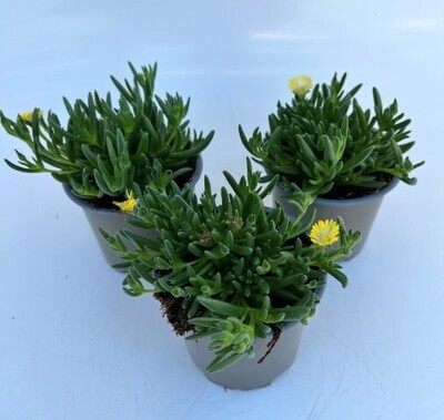 x3 Delosperma Ice Cream Yellow Plants 10.5cm/9cm  - GARDEN READY
