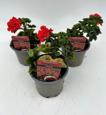 x3 Geranium Trailing Temprano Scarlet - 10.5cm/9cm pots - COLOURFUL PLANTS GARDEN READY