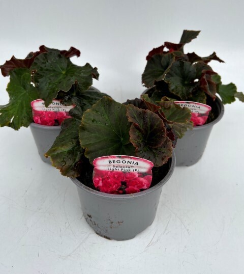 x2 Begonia Solenia Light Pink - 13cm/1Litre pots Large Border Garden Plants