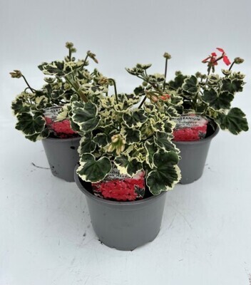 x2 Zonal Geranium Frank Headly - Upright Plants 13cm/1 Ltr pots  - COLOURFUL GARDEN READY