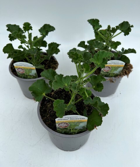 x2 Zonal Geranium Grandeur Odorata Cola Plants 13cm/1 Ltr pots  - COLOURFUL GARDEN READY