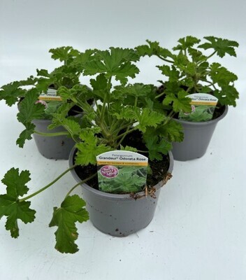 x2 Zonal Geranium Grandeur Odorata Rose Plants 13cm/1 Ltr pots  - COLOURFUL GARDEN READY