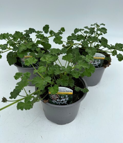 x2 Zonal Geranium Grandeur Odorata Nutmeg Plants 13cm/1 Ltr pots  - COLOURFUL GARDEN READY