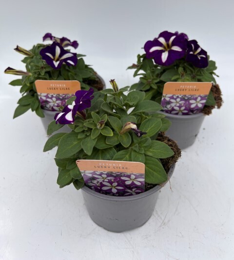 x2 Petunia Lucky Lilac - Plants 13cm/1 Ltr pots  - COLOURFUL GARDEN READY
