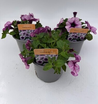 x2 Petunia Purple Vein - Plants 13cm/1 Ltr pots  - COLOURFUL GARDEN READY