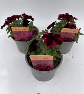 x2 Petunia Cosmic Purple - Plants 13cm/1 Ltr pots  - COLOURFUL GARDEN READY