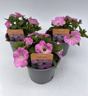 x2 Petunia Light Pink - Plants 13cm/1 Ltr pots  - COLOURFUL GARDEN READY
