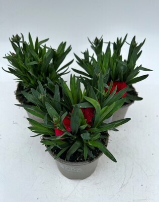 x3 Dianthus Oscar Cherry Plants in 10.5cm/9cm pots CARNATION COLOUR