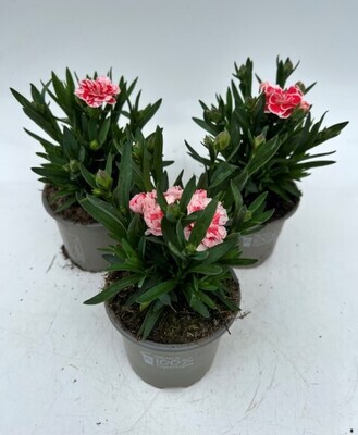 x3 Dianthus Oscar White & Red Plants in 10.5cm/9cm pots CARNATION COLOUR