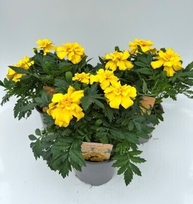 x2 Marigold Lemon Zest - 13cm/1Litre pots Large Border Plants Garden Ready