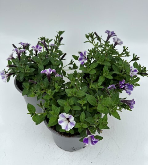 x2 Petunia Blue Star - Plants 13cm/1 Ltr pots  - COLOURFUL GARDEN READY