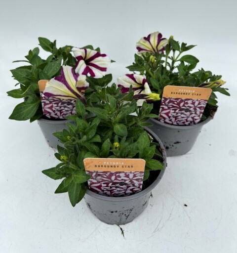 x2 Petunia Burgundy Star - Plants 13cm/1 Ltr pots  - COLOURFUL GARDEN READY