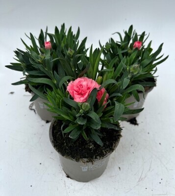 x3 Dianthus Oscar Pink Plants in 10.5cm/9cm pots CARNATION COLOUR