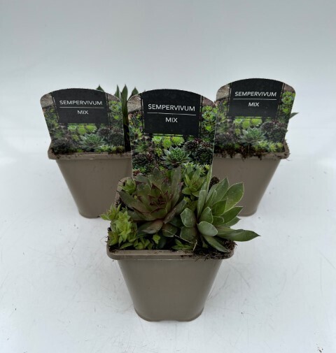 x2 Sempervivum Mix (Hippie Chicks) - 13cm/1Litre pots Large Border Succulent Plants Garden