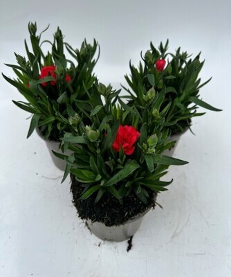 x3 Dianthus Oscar Red Plants in 10.5cm/9cm pots CARNATION COLOUR