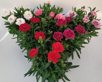 x3 Dianthus Oscar Carnations 10.5cm/9cm Potted Plants - GARDEN READY COLOUR