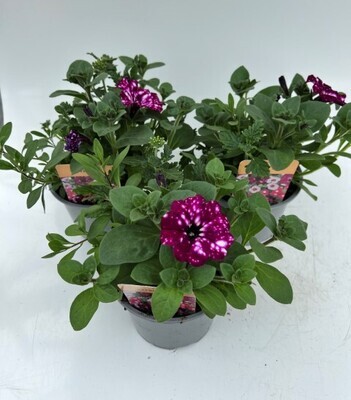 x2 Trixi Cherry Kiss - Trailing Plants 13cm/1 Ltr pots  - COLOURFUL GARDEN READY
