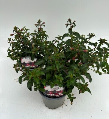 x3 Fuchsia Snowcap - Upright Basket plants 10.5cm/9cm  - GARDEN READY