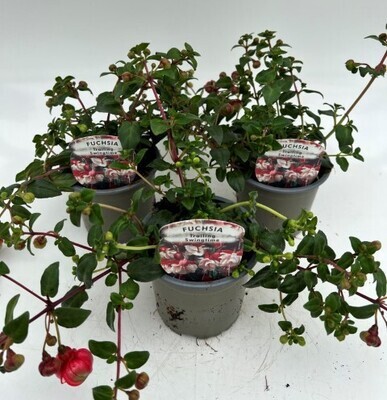 x3 Fuchsia Swingtime - Trailing Basket plants 10.5cm/9cm  - GARDEN READY