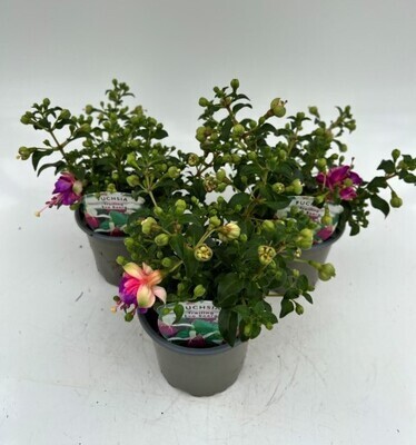 x3 Fuchsia Eva Boerg - Trailing Basket plants 10.5cm/9cm  - GARDEN READY