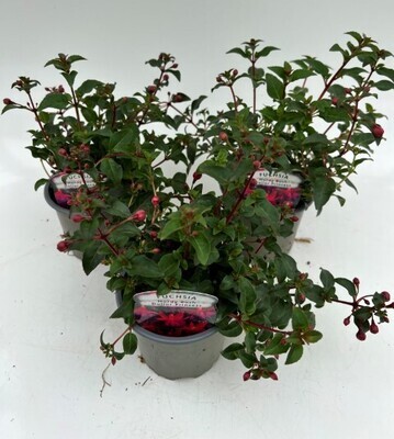 x3 Fuchsia Dollar Princess - Upright Basket plants 10.5cm/9cm  - GARDEN READY